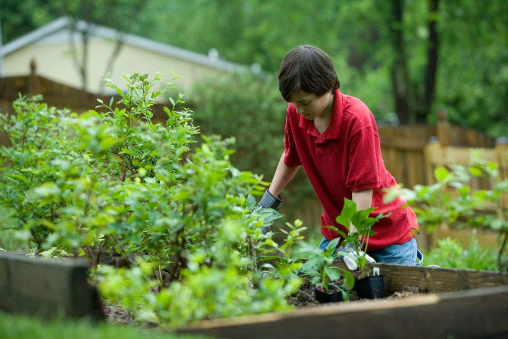 A young man tends to a backyard vegetable garden.