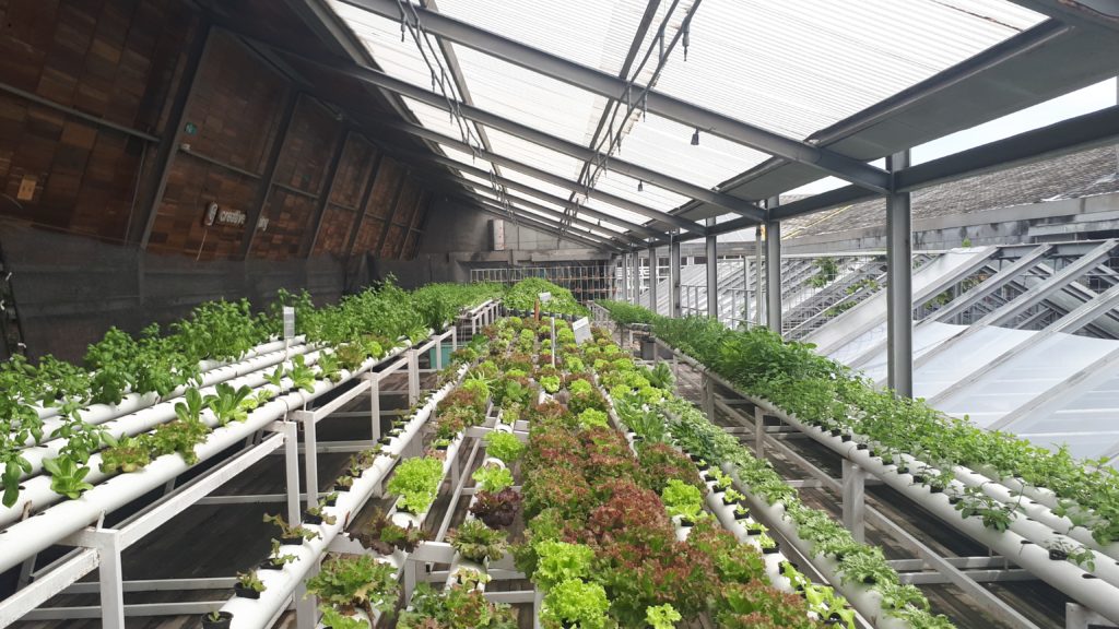 Photo shows lettuce varieties growing inside a greenhouse.