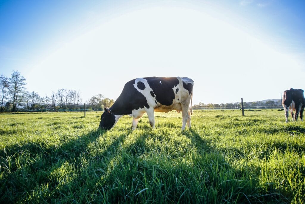 Image of a cow invites the question of how technology can help animals.